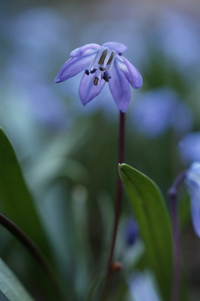 Rysk blåstjärna, Scilla siberica, Othocallis siberica