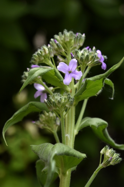 Rysshesperis, Hesperis pycnoticha