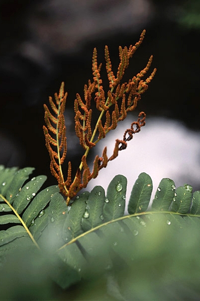 Safsa, Kungsbräken, Osmunda regalis