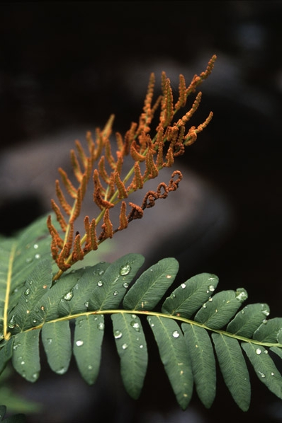 Safsa, Kungsbräken, Osmunda regalis