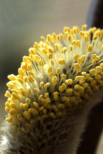 Sälg, Salix caprea