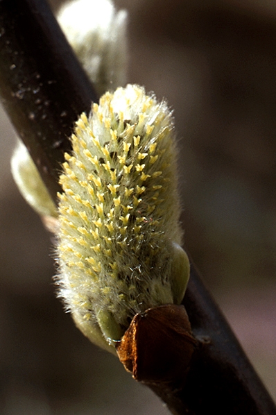 Sälg, Salix caprea, Vide