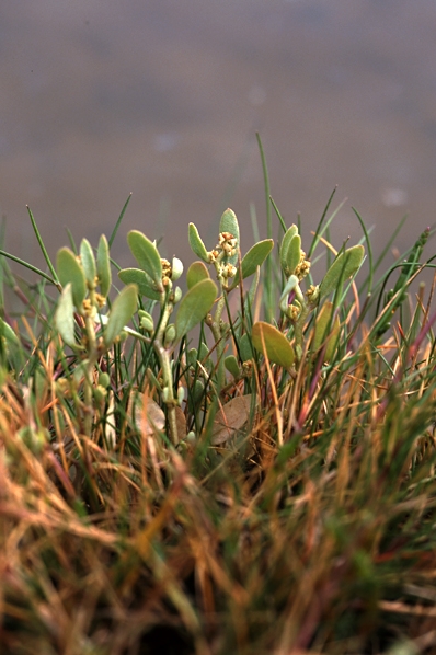 Saltmålla, Atriplex pedunculata