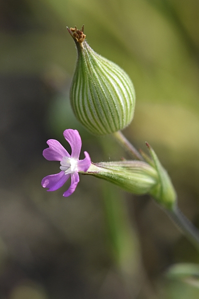 Sandglim, Silene conica