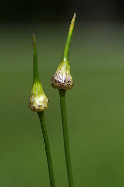 Sandlök, Allium vineale