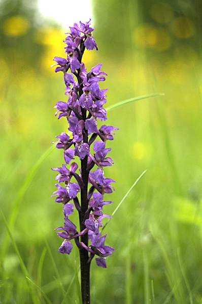 Sankt Pers nycklar, Orchis mascula