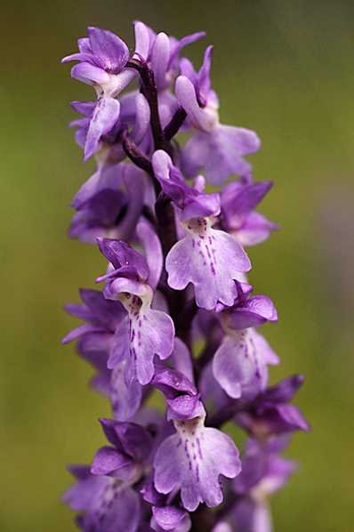 Sankt Pers nycklar, Orchis mascula