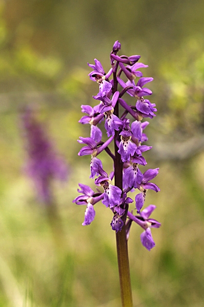 Sankt Pers nycklar, Orchis mascula