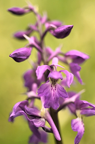 Sankt Pers nycklar, Orchis mascula