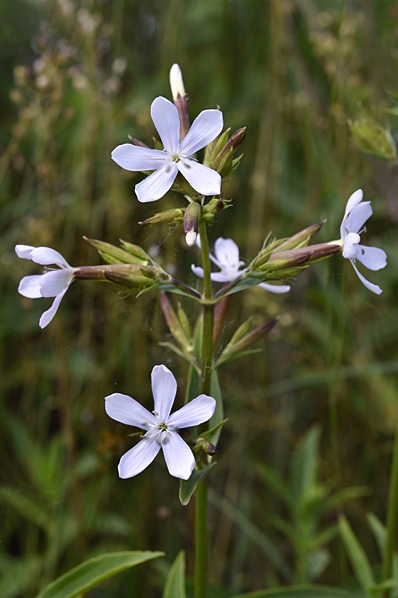 Såpnejlika, Saponaria officinalis
