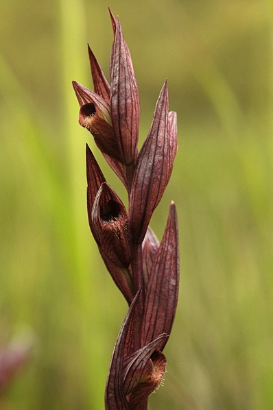 Satyrnycklar, Serapias sp.