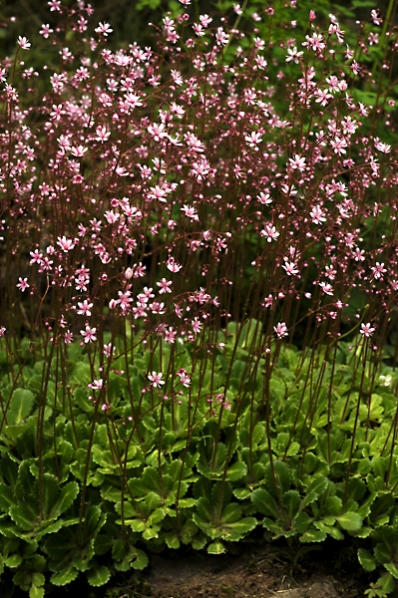 Skuggbräcka, Clarence Elliott, Saxifraga umbrosa, urbium, stenbräckeväxter