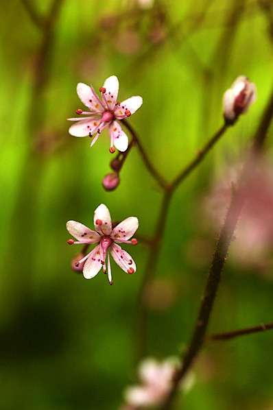 Skuggbräcka,  Clarence Elliott, Saxifraga umbrosa, urbium, stenbräckeväxter