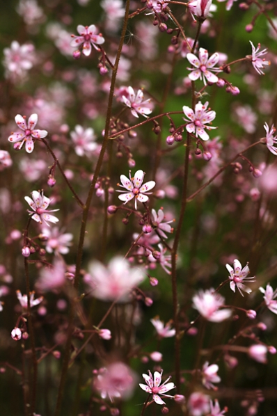 Skuggbräcka,  Clarence Elliott, Saxifraga umbrosa, urbium, stenbräckeväxter