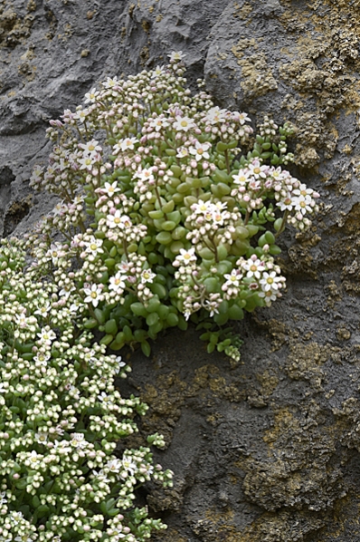 Sedum dasyphyllum