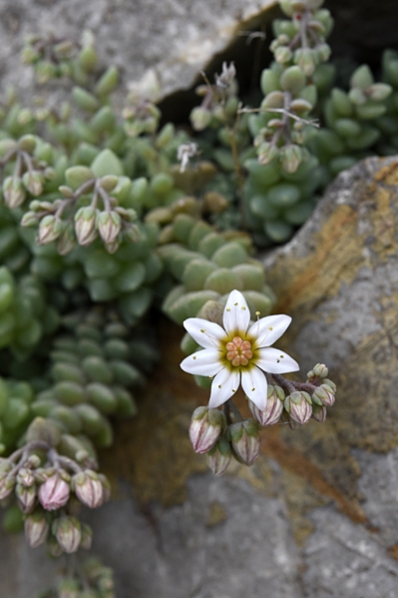 Sedum dasyphyllum