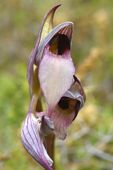 Satyrnycklar, Serapias sp.