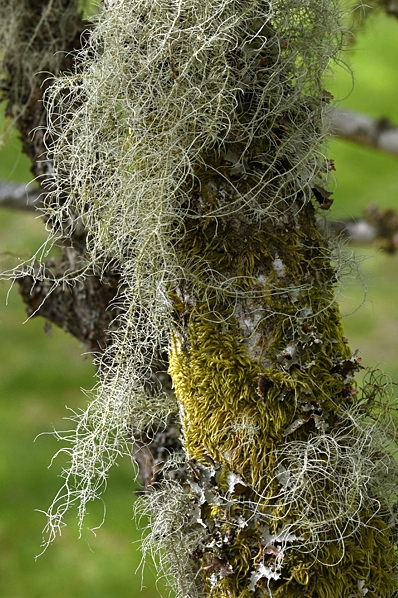 Skägglav, Usnea dasopoga