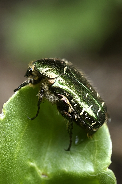Gräsgrön guldbagge, Cetonia aurata