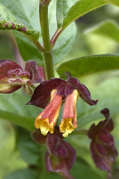 Skärmtry, Lonicera involucrata