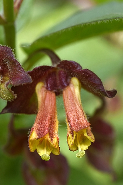 Skärmtry, Lonicera involucrata