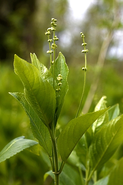 Skogsbingel, Mercurialis perennis