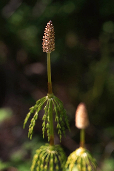 Skogsfräken, Equisetum sylvaticum