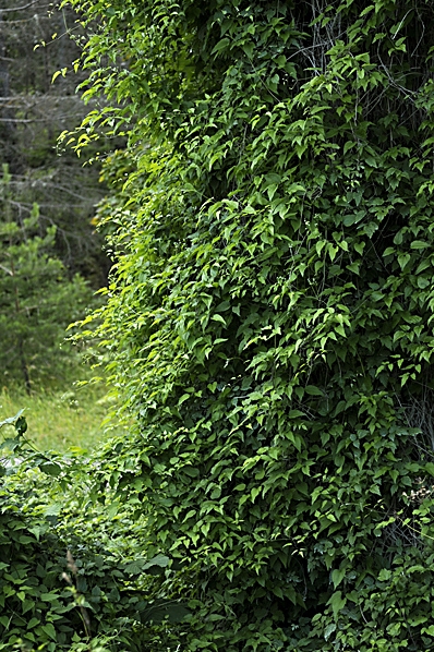Skogsklematis, Clematis vitalba