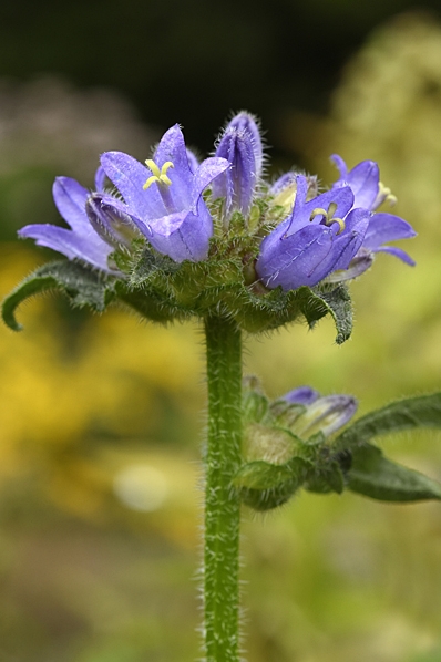 Skogsklocka, Campanula cervicaria
