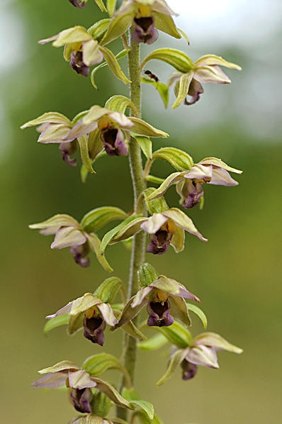 Skogsknipprot, Epipactis helleborine