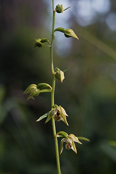 Skogsknipprot, Epipactis helleborine