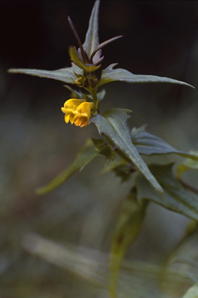 Skogskovall, Melampyrum sylvaticum