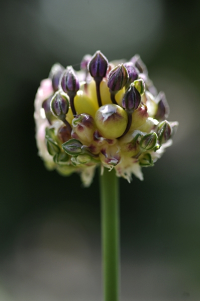 Skogslök, Allium scorodoprasum, kajplök, kajp