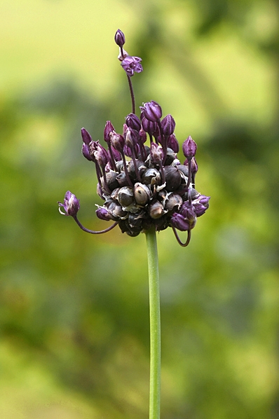 Skogslök, Allium scorodoprasum, kajplök, kajp