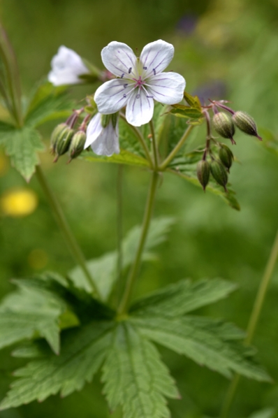 Skogsnäve, Geranium sylvaticum, näva, nävor, midsommarblomster
