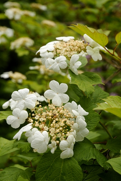 Skogsolvon, Viburnum opulus, olvon