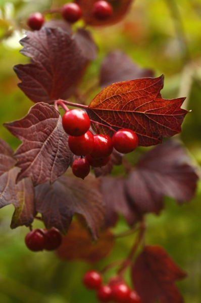 Skogsolvon, Viburnum opulus, Olvon