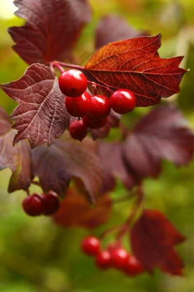 Skogsolvon, Viburnum opulus, Olvon