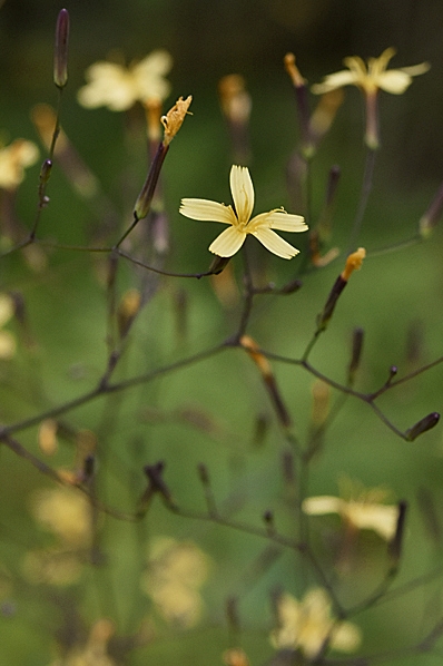 Skogssallat, Lactuca muralis