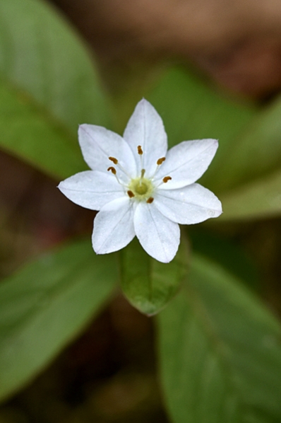 Skogsstjärna, Lysimachia europaea, Trientalis europaea