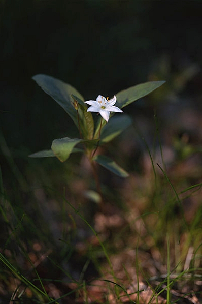 Skogsstjärna, Trientalis europaea, Lysimachia europaea