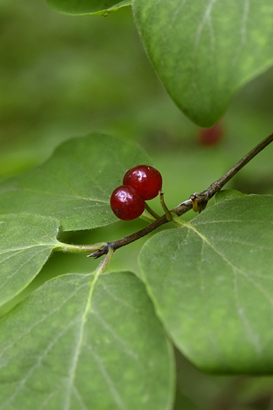 Skogstry, Lonicera xylosteum