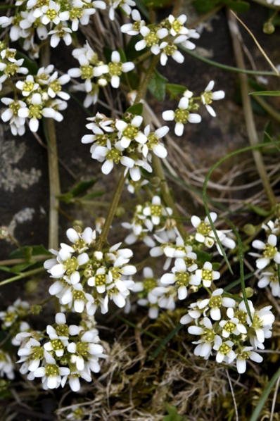 Skörbjuggsört, Cochlearia officinalis