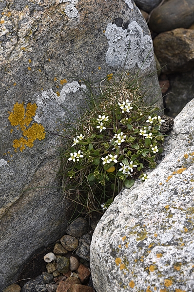 Skörbjuggsört, Cochlearia officinalis