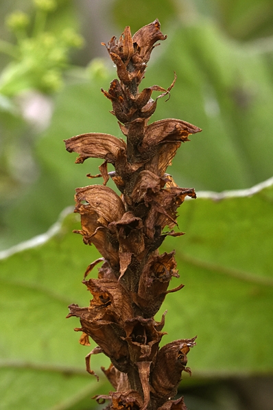 Skråpsnyltrot, Orobanche flava