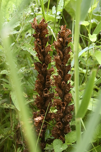 Skråpsnyltrot, Orobanche flava