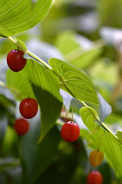 Skruvrams, Streptopus amplexifolius, watermelon berry,