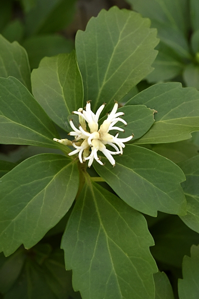 Skugg-gröna, Pachysandra terminalis, skuggröna