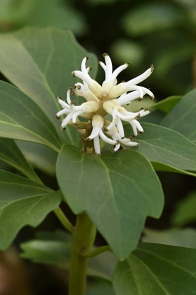Skugg-gröna, Pachysandra terminalis, skuggröna
