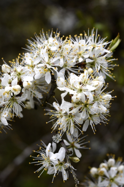 Slån, Prunus spinosa, slånbär